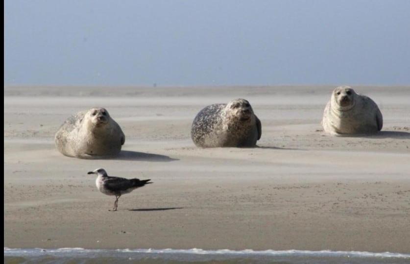 Gite Baie De Somme Cayeux-sur-Mer Dış mekan fotoğraf